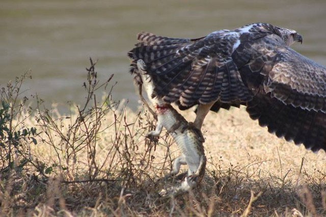 3 specie di uccelli hanno una preferenza per i coccodrilli