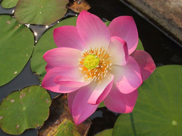 Die schönsten Wasserblumen der Welt