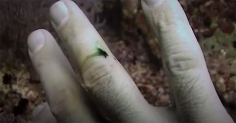 Warum wird menschliches Blut in der Tiefsee grün?