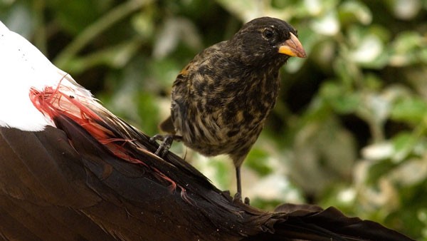„Vampir“-Spatz: Seltsamer Vogel, der Blut trinkt, um zu überleben