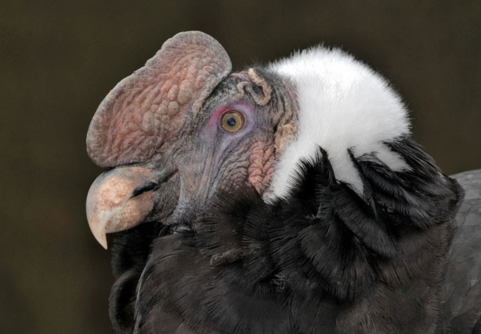 The most bizarre birds, some seem to 'travel' to Earth from another world