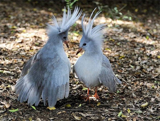 The most bizarre birds, some seem to 'travel' to Earth from another world