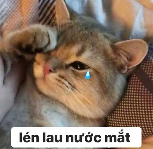 Crying Cat Meme, funny crying cat pictures