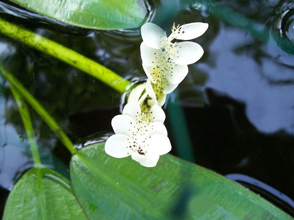 Die schönsten Wasserblumen der Welt