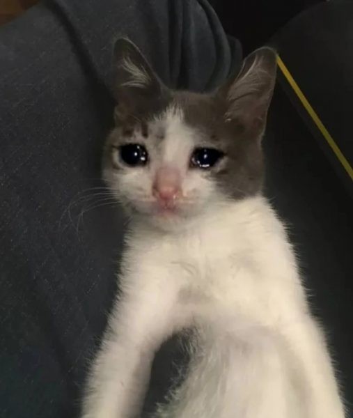 Crying Cat Meme, funny crying cat pictures