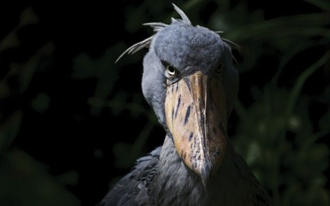 Shoebill Stork - the most ferocious bird in the world, eats even crocodiles
