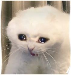 Crying Cat Meme, funny crying cat pictures