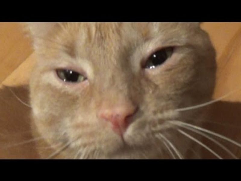 Crying Cat Meme, funny crying cat pictures