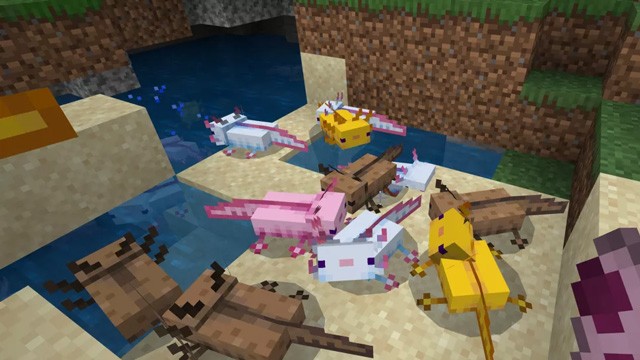 วิธีเลี้ยง Axolotl ใน Minecraft, ฝึก Salamander ใน Minecraft