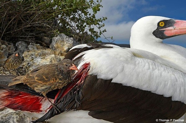 „Vampir“-Spatz: Seltsamer Vogel, der Blut trinkt, um zu überleben