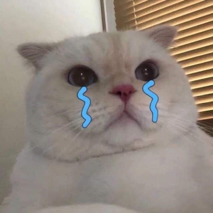Crying Cat Meme, funny crying cat pictures