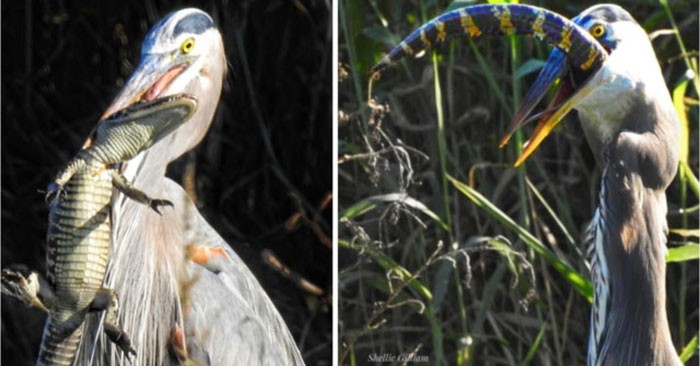 3 specie di uccelli hanno una preferenza per i coccodrilli