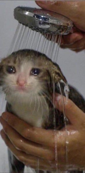Crying Cat Meme, funny crying cat pictures
