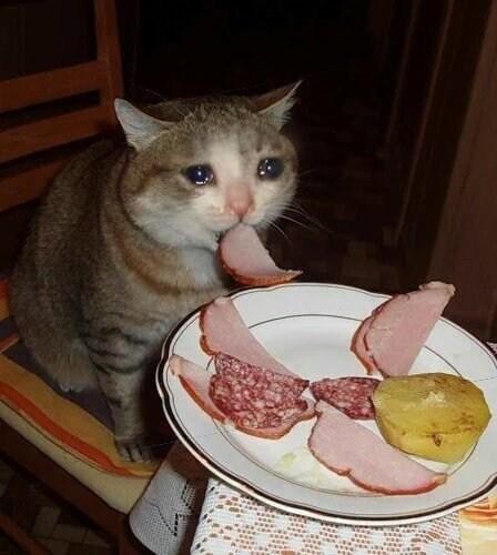 Crying Cat Meme, funny crying cat pictures