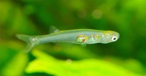 小魚可以發出像槍聲一樣響亮的聲音
