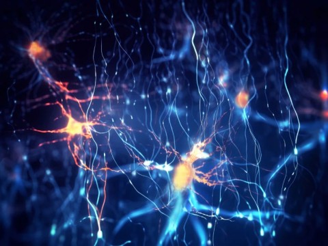 Unglaublich detaillierte Gehirnkarte zeigt die Aktivität sprachkodierender Neuronen