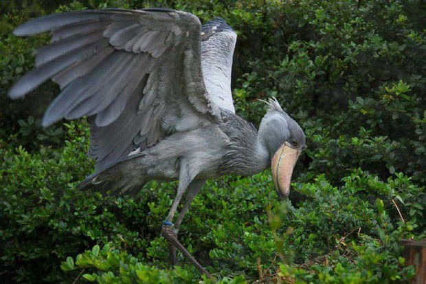 Shoebill Stork - the most ferocious bird in the world, eats even crocodiles