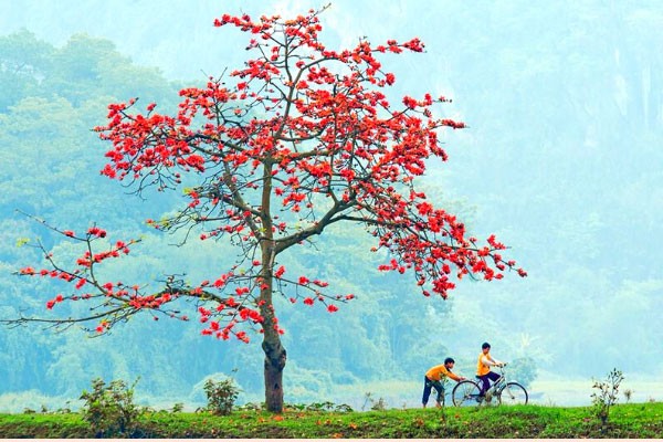 Good sayings about cotton flowers, good poems about cotton flowers in March
