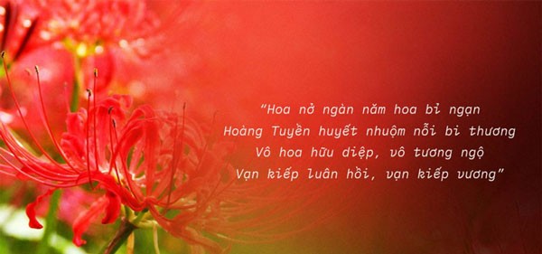 ما هي زهرة الشاطئ الآخر؟ معنى وأسطورة زهرة الشاطئ الآخر