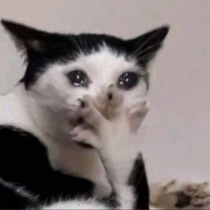 Crying Cat Meme, funny crying cat pictures