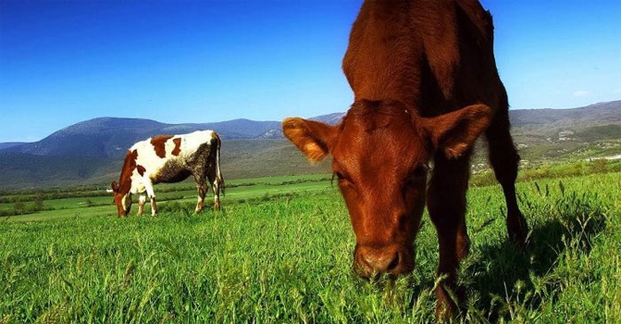 Warum müssen Büffel und Kühe nur Gras fressen, um genügend Nährstoffe zu bekommen? Warum müssen Büffel und Kühe nur Gras fressen, um genügend Nährstoffe zu bekommen?