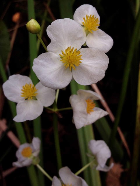 Die schönsten Wasserblumen der Welt