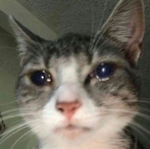 Crying Cat Meme, funny crying cat pictures