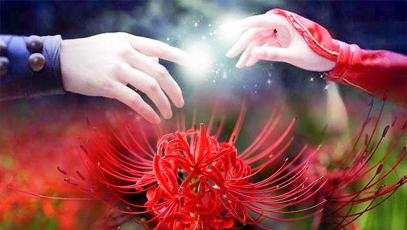 ما هي زهرة الشاطئ الآخر؟ معنى وأسطورة زهرة الشاطئ الآخر