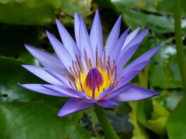 Die schönsten Wasserblumen der Welt
