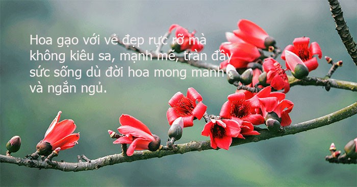 Good sayings about cotton flowers, good poems about cotton flowers in March