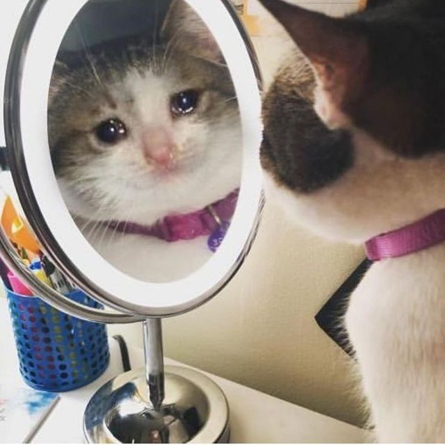Crying Cat Meme, funny crying cat pictures