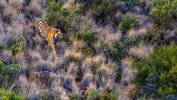 Dünyayı şaşırtan kaplan fotoğrafları