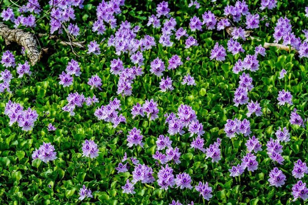 Die schönsten Wasserblumen der Welt