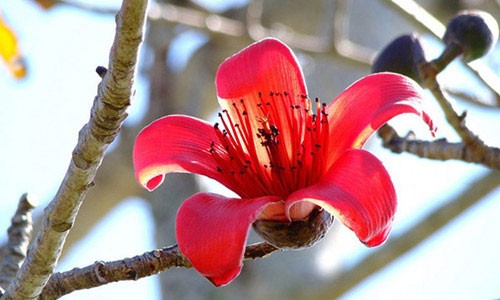 Good sayings about cotton flowers, good poems about cotton flowers in March