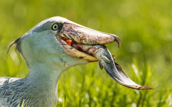 Shoebill Stork - the most ferocious bird in the world, eats even crocodiles