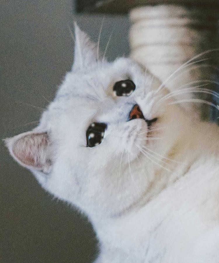 Crying Cat Meme, funny crying cat pictures