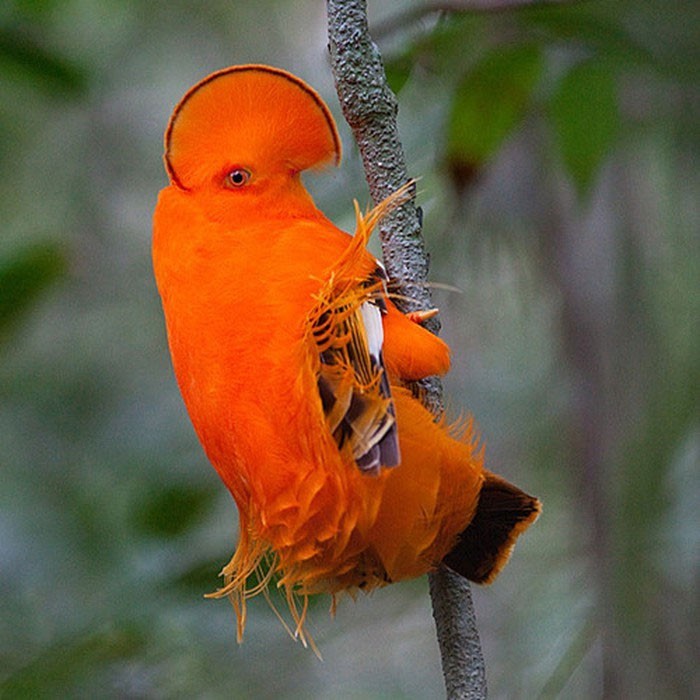 The most bizarre birds, some seem to 'travel' to Earth from another world