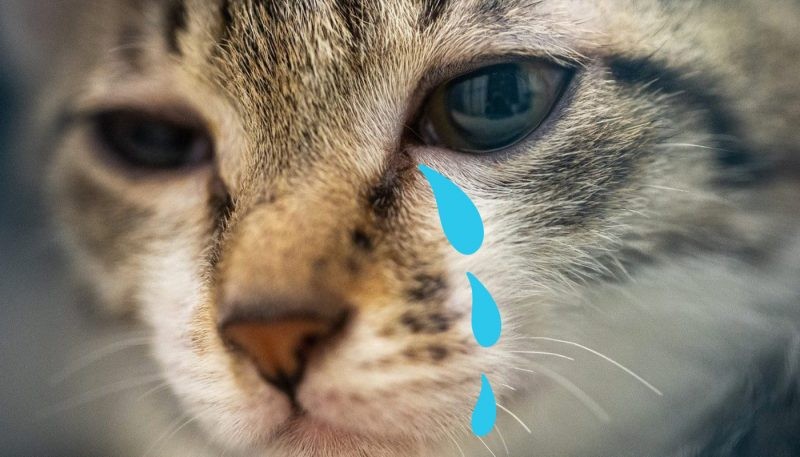Crying Cat Meme, funny crying cat pictures