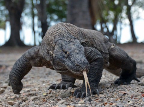 Dragão de Komodo engole tartaruga