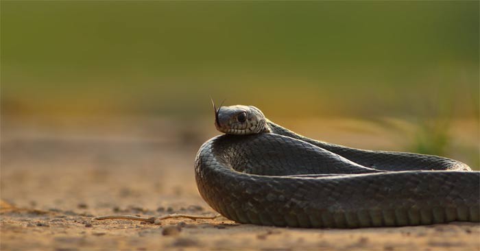 Cómo identificar agujeros de serpiente en tu jardín