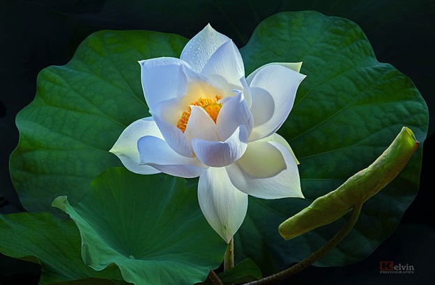 Die schönsten Wasserblumen der Welt