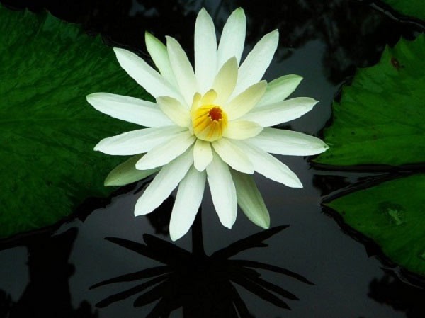 Die schönsten Wasserblumen der Welt