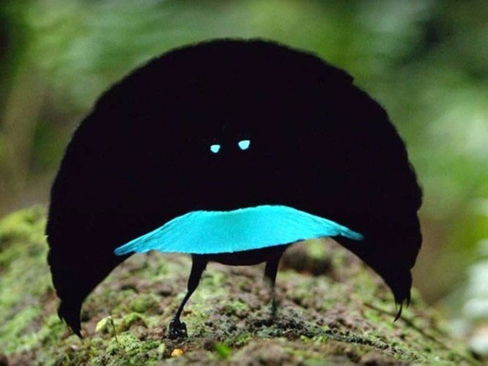 The most bizarre birds, some seem to 'travel' to Earth from another world