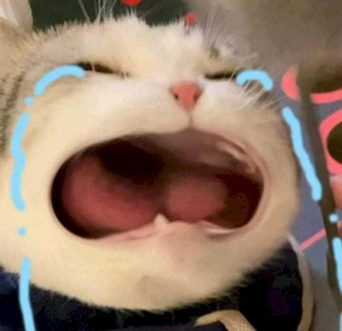 Crying Cat Meme, funny crying cat pictures