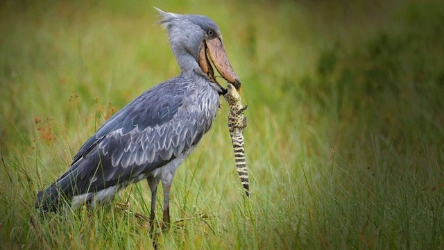 3 specie di uccelli hanno una preferenza per i coccodrilli