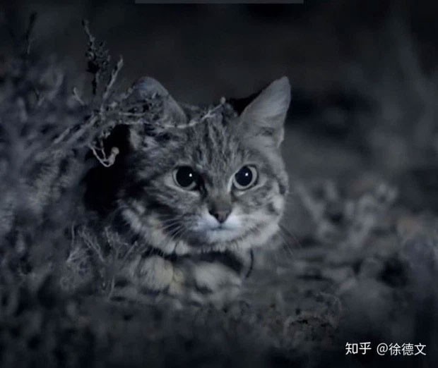 Afrikanische Schwarzfußkatze: Sieht unschuldig aus, ist aber die „gefährlichste“ Katze der Welt