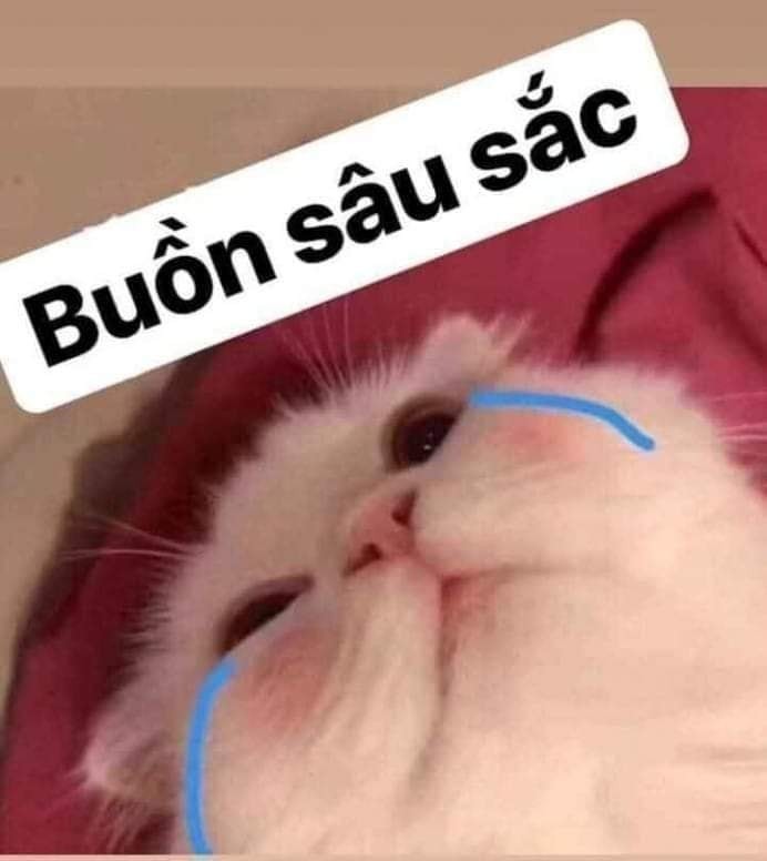 Crying Cat Meme, funny crying cat pictures