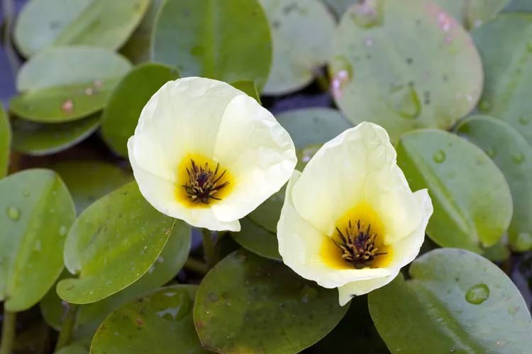 Die schönsten Wasserblumen der Welt