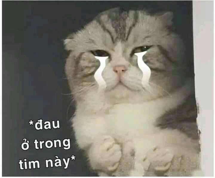 Crying Cat Meme, funny crying cat pictures