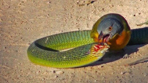 Aves assassinas cegam e matam cobras africanas venenosas